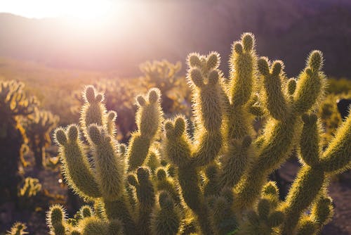 绿色仙人掌植物 · 免费素材图片