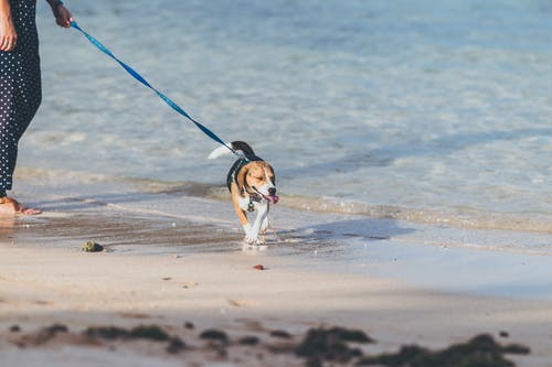 人和谭狗站在海边 · 免费素材图片