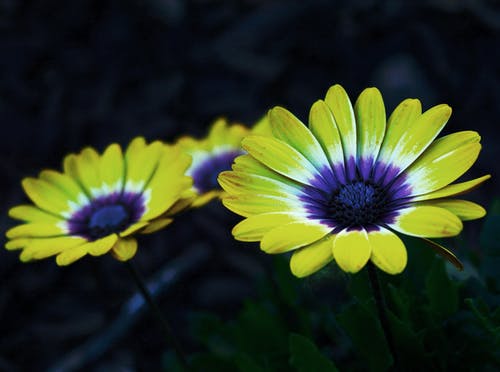 黄色和紫色的花瓣花 · 免费素材图片