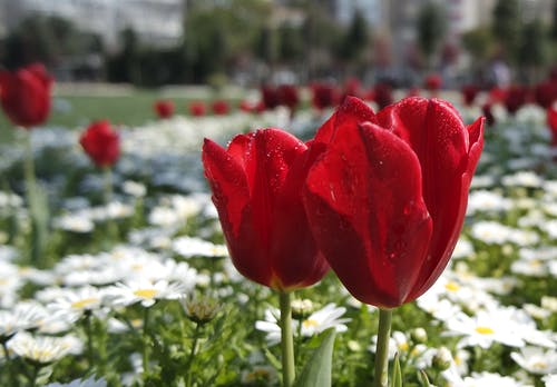 白色雏菊附近的红色花瓣花 · 免费素材图片