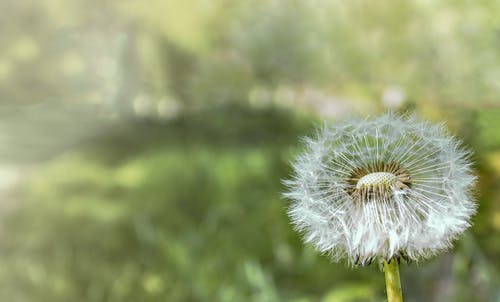 白色蒲公英的特写照片 · 免费素材图片