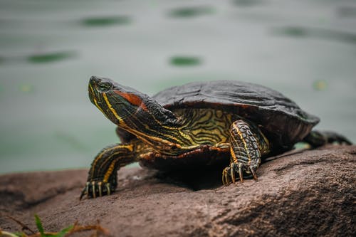 选择性聚焦摄影绿色和黑色乌龟 · 免费素材图片