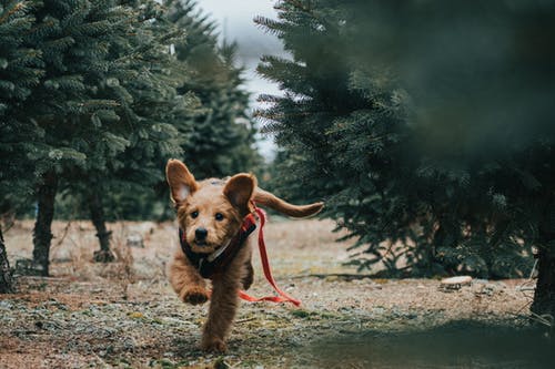 短毛棕狗靠近树木 · 免费素材图片