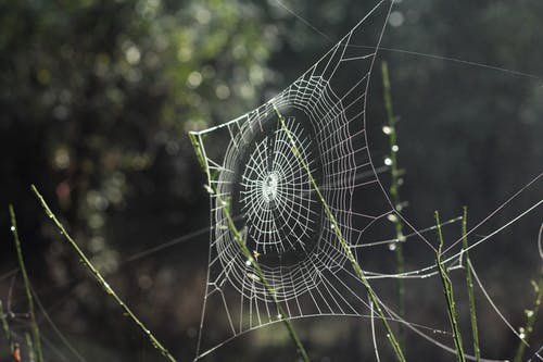 白蜘蛛网选择性聚焦摄影 · 免费素材图片