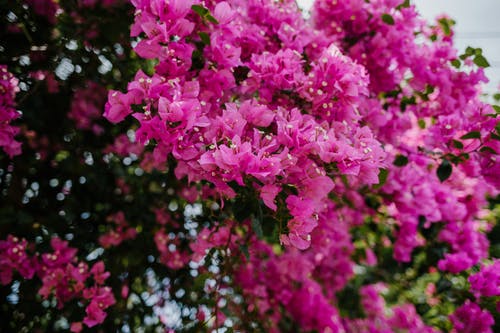 布什在公园里的小三角梅的鲜艳的粉红色花朵 · 免费素材图片