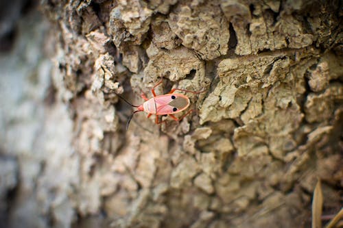 粉红白色和黑色6足昆虫 · 免费素材图片
