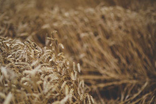 有关小麦, 田, 移动的免费素材图片
