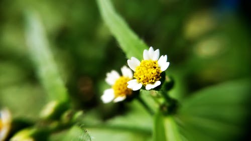 白色花瓣花 · 免费素材图片