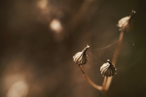 棕色和灰色的昆虫 · 免费素材图片