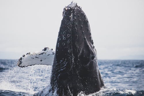 海洋中的黑鲸 · 免费素材图片