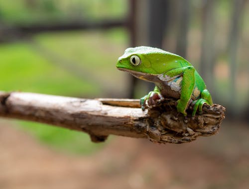 绿蛙的特写照片 · 免费素材图片