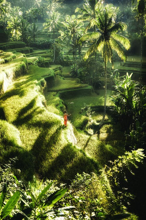 遥远的女人站在壮观的雨林的草坪上 · 免费素材图片