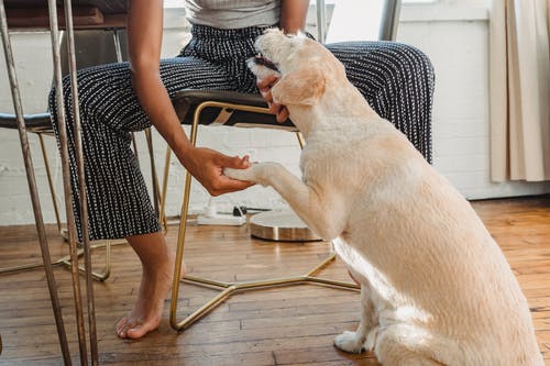 在房间里种黑色母爱犬 · 免费素材图片