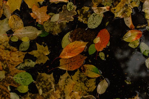 什锦的叶子在水体上 · 免费素材图片
