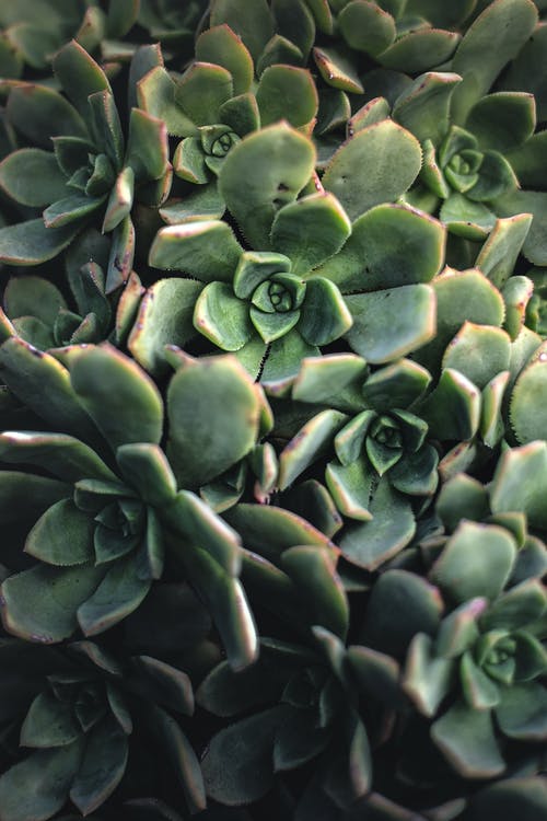 有关echeveria elegans, houseleek, 垂直拍摄的免费素材图片