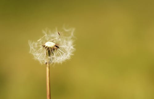 白蒲公英 · 免费素材图片