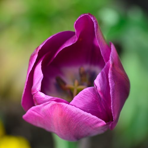 紫色郁金香花选择性聚焦摄影 · 免费素材图片