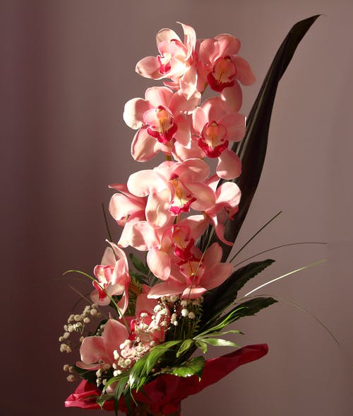 一束粉红色的蝴蝶兰 · 免费素材图片