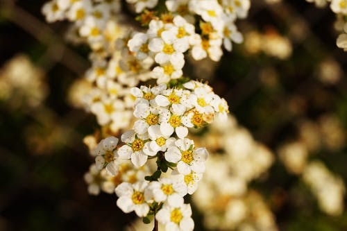 白色和黄色的花瓣花 · 免费素材图片