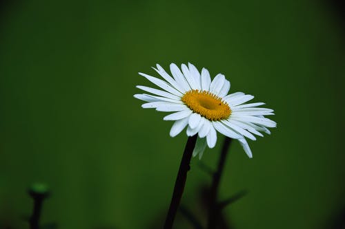 黄色和白色雏菊花 · 免费素材图片