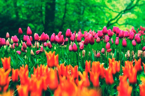 白天橙色和粉红色的花朵 · 免费素材图片