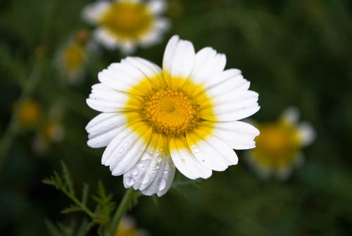 白色和黄色的花朵浅焦点摄影 · 免费素材图片