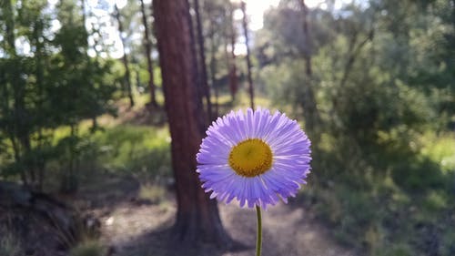 棕色的树干和绿树附近的白色花瓣花 · 免费素材图片