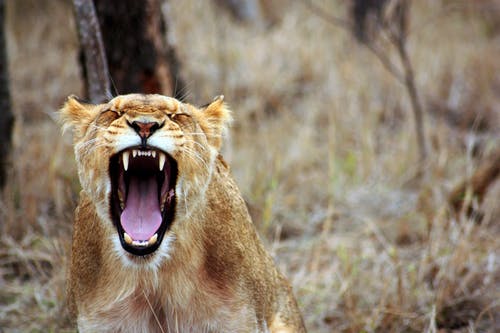 母狮咆哮 · 免费素材图片