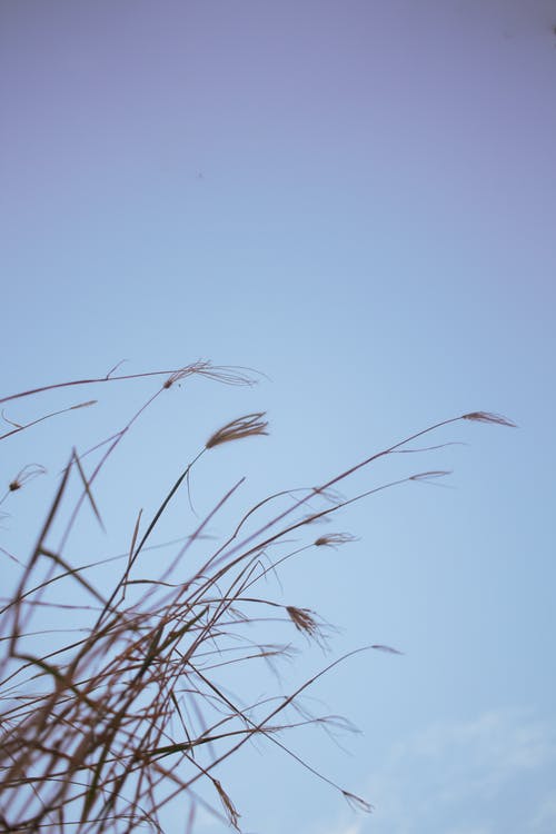 蓝蓝的天空下的棕色草 · 免费素材图片
