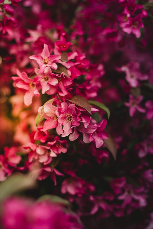 关闭了粉红色的花瓣花的照片 · 免费素材图片