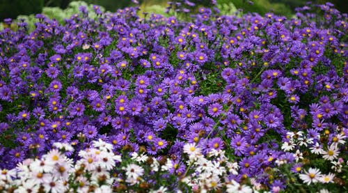 白天的白色和紫色花瓣花 · 免费素材图片