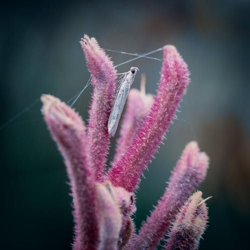 昆虫栖息在粉红色的花朵上 · 免费素材图片