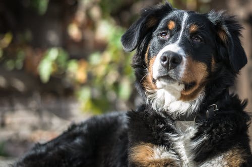 三色伯恩山犬 · 免费素材图片