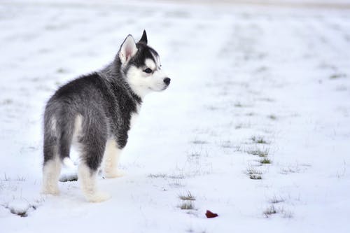 雪覆盖地面上的黑色和白色西伯利亚哈士奇犬幼犬 · 免费素材图片