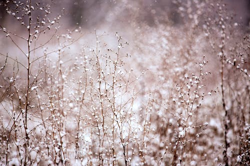 有关下雪, 冬季, 冷的免费素材图片