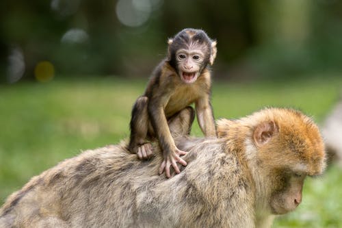 两只猴子在草地上 · 免费素材图片