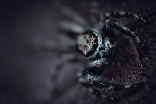 黑白蜘蛛 · 免费素材图片