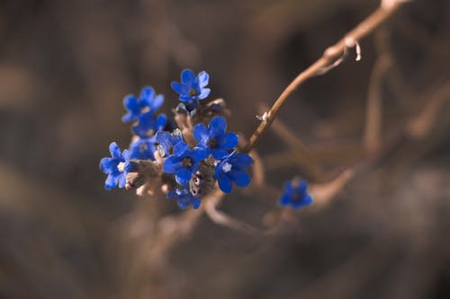 蓝色花瓣的微距摄影 · 免费素材图片