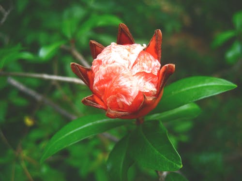 红白色花瓣花特写摄影 · 免费素材图片