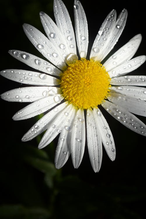 雏菊花 · 免费素材图片