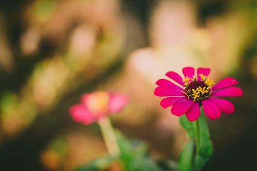 白天粉红色的花瓣花的选择性聚焦摄影 · 免费素材图片