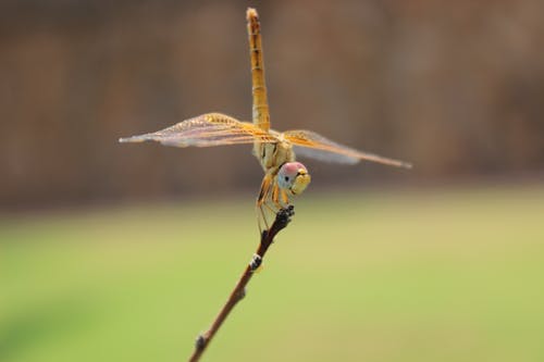 黄蜻蜓栖息在棕色树枝上的特写摄影 · 免费素材图片