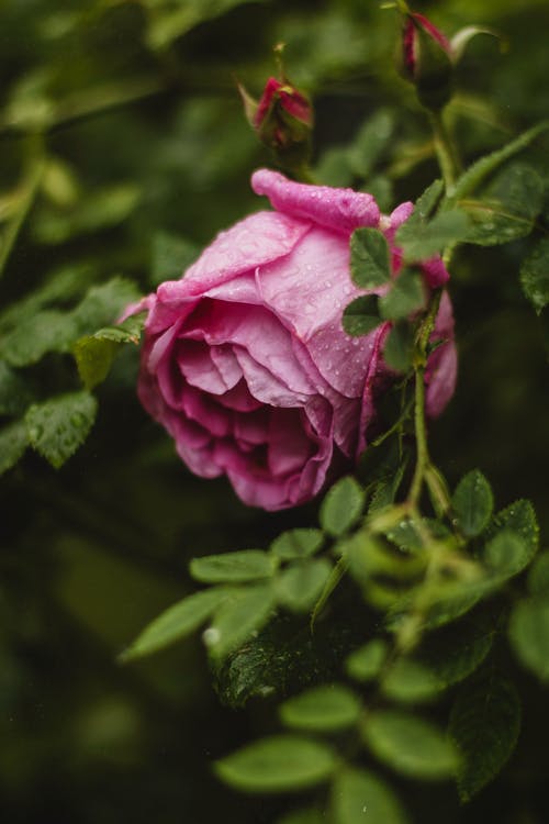 粉红玫瑰的选择性聚焦摄影 · 免费素材图片