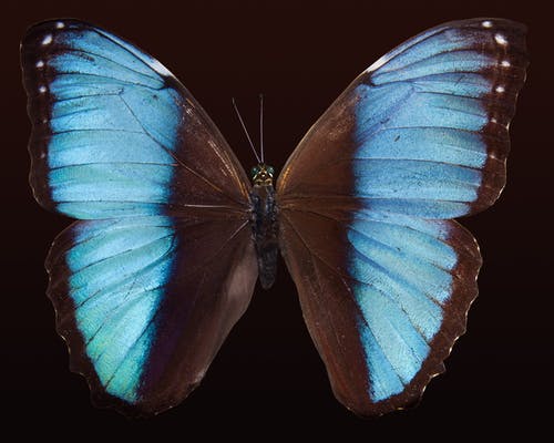 蓝色蝶蝶 · 免费素材图片