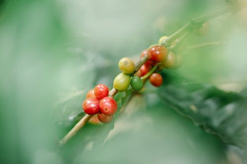 有关一串, 咖啡果, 咖啡樱桃的免费素材图片