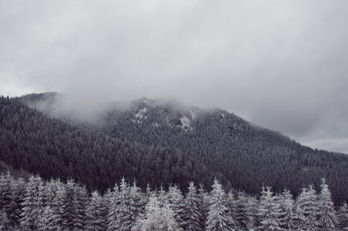 绿松树覆盖着雪的灰度级照片 · 免费素材图片