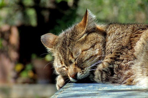 棕色的虎斑猫，睡在室外的黑色表面 · 免费素材图片