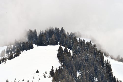 绿松树覆盖着雪 · 免费素材图片