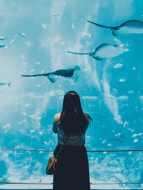 站在水族馆与鱼的黑裙子的女人 · 免费素材图片