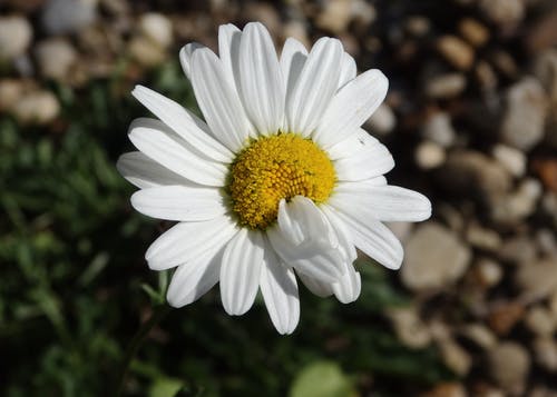 盛开的白色雏菊的选择性聚焦照片 · 免费素材图片
